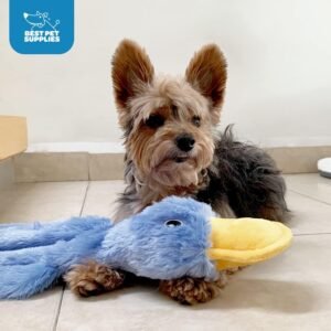 Yorkie playing with a blue crinkle duck dog toy